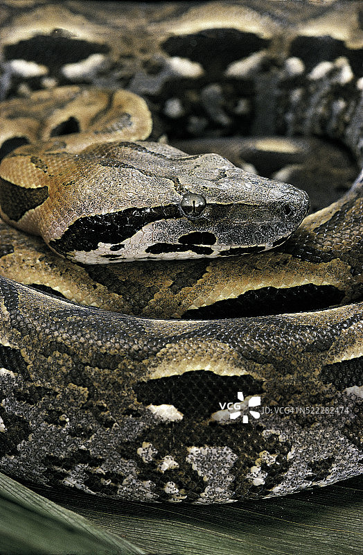 马岛蟒图片素材