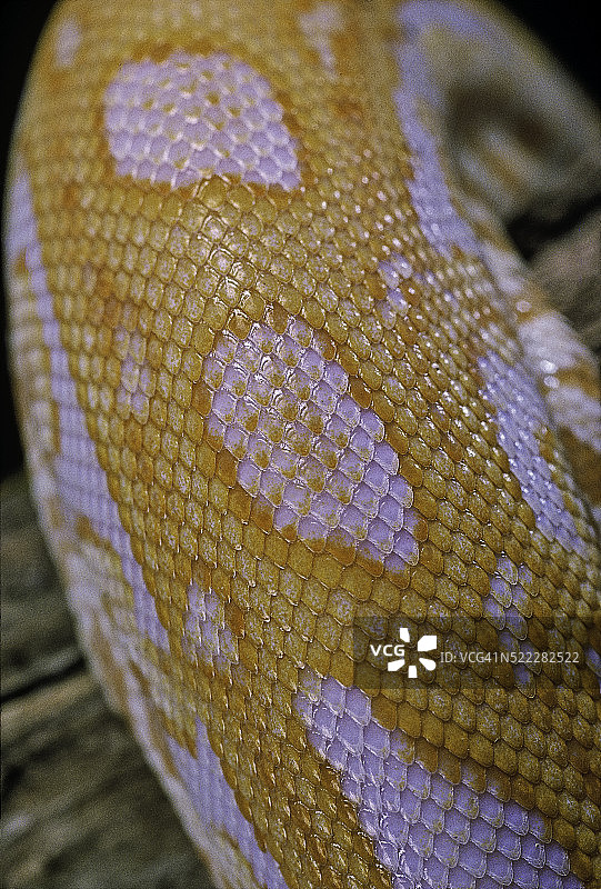 缅甸蟒蛇图片素材