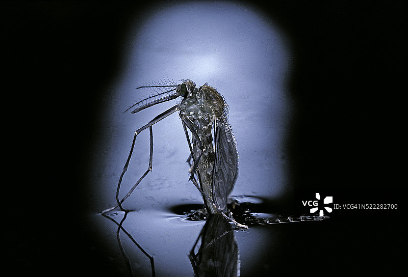 尖音库蚊（常见家蚊）- 虫蛹羽化(c3)图片素材