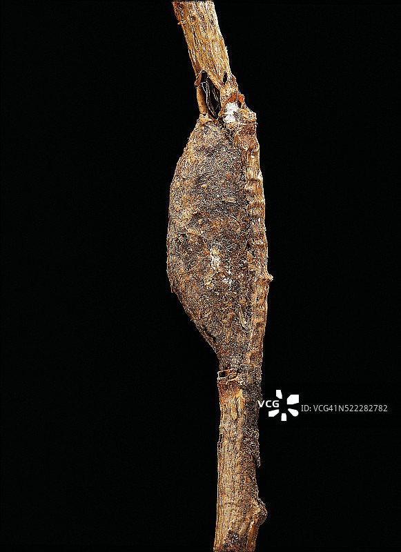 天社蛾的茧图片素材