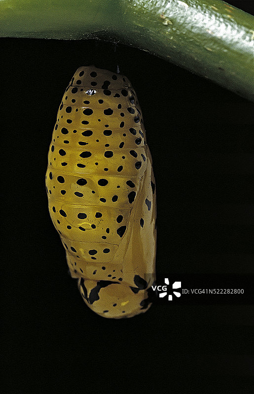 大绢斑蝶的蛹图片素材