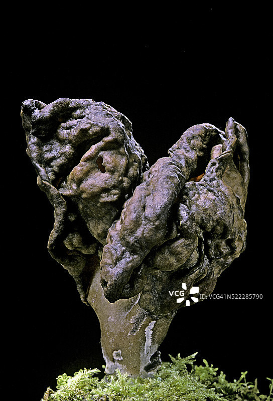 皱柄假羊肚菌图片素材