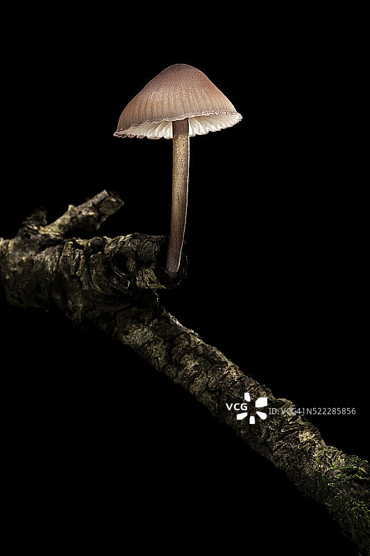 血红密锥菇图片素材