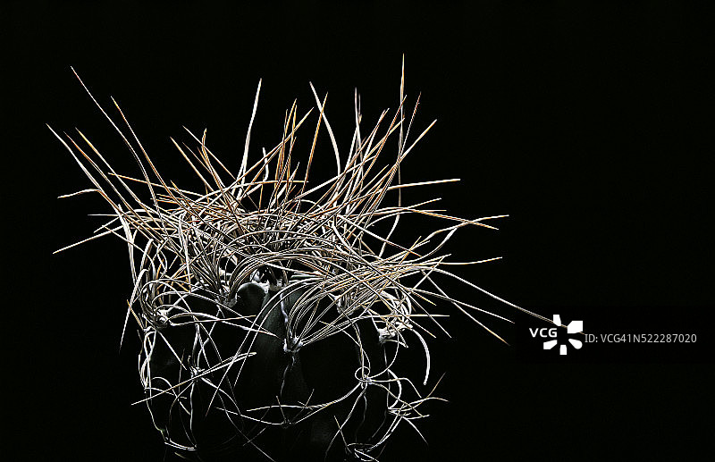 皱棱球 capricorne var. senile (山羊角仙人掌，主教帽)图片素材