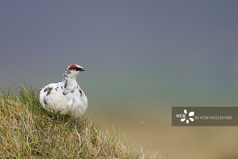 雷鸟栖息在草丘上图片素材