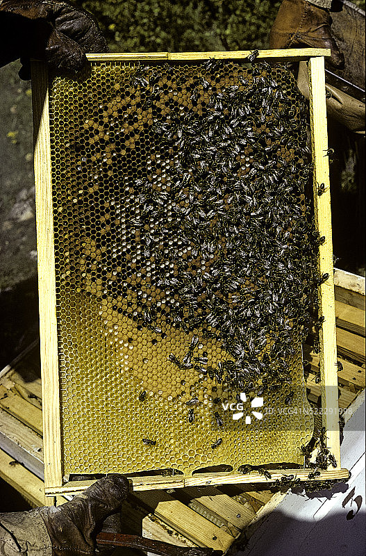 蜜蜂蜂巢图片素材