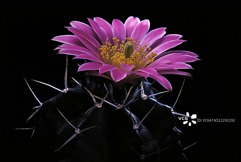 光山丸图片素材