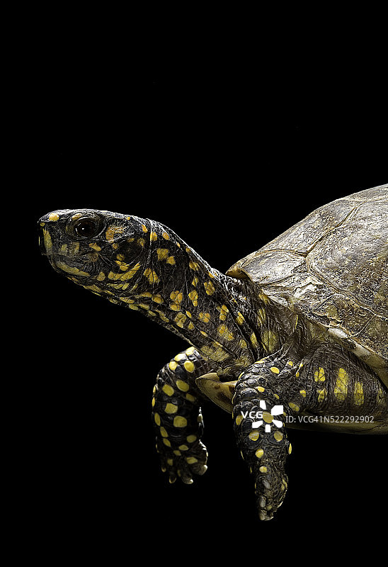 佛罗里达箱龟图片素材