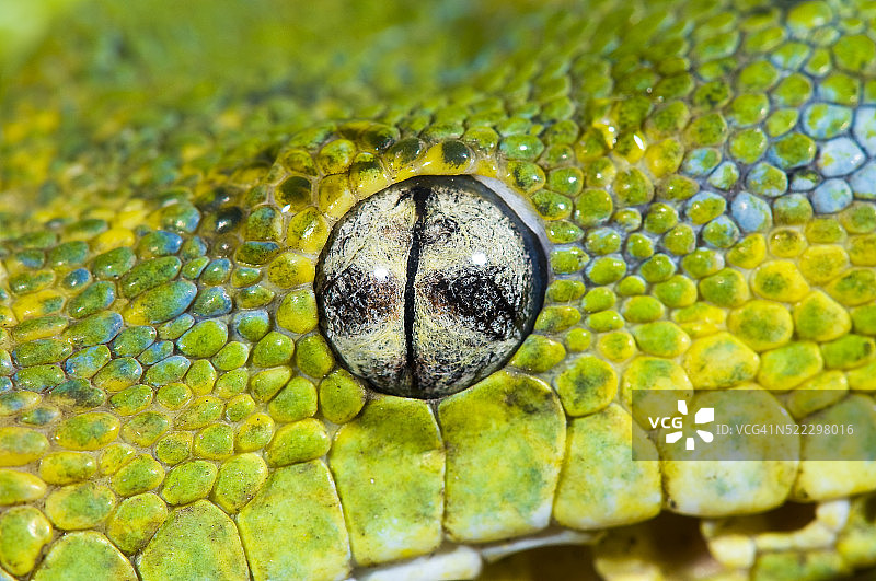 巴布亚绿树蟒图片素材