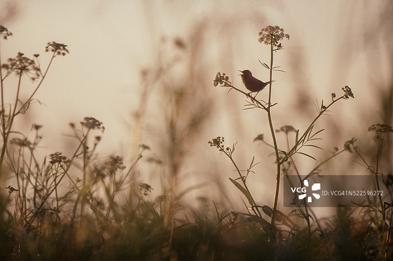 斯卡吉特河口湿地中的沼泽鹪鹩鸣叫图片素材