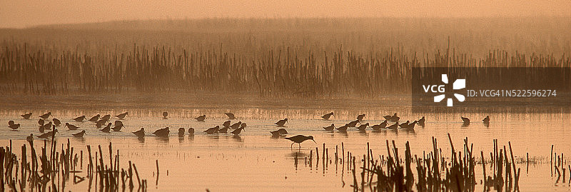 在斯卡吉特河口觅食的滨鸟图片素材