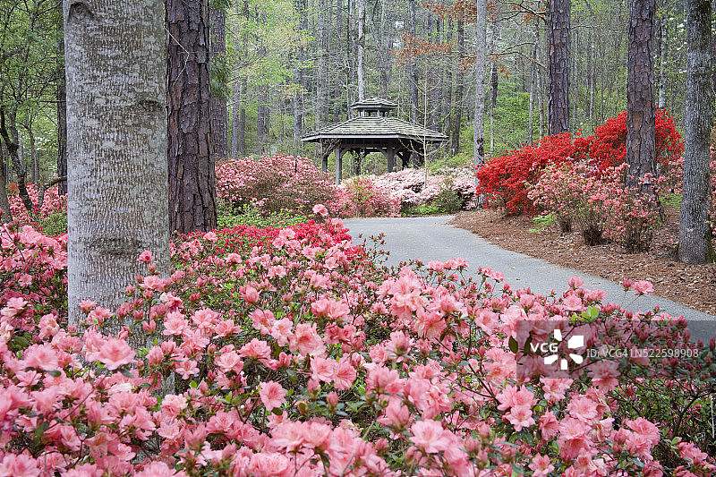 盛开的杜鹃花丛中的铺砌花园小路图片素材