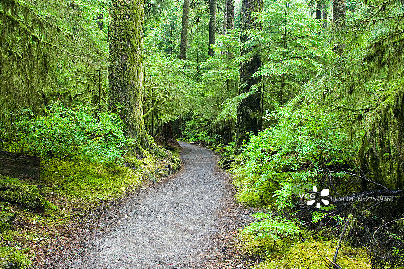 索尔杜克雨林徒步旅行图片素材