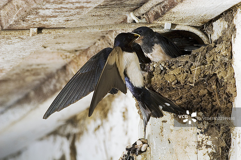 燕子喂雏鸟图片素材