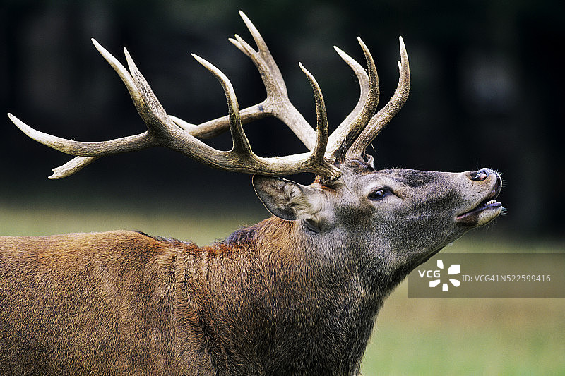 马鹿在发情期鸣叫图片素材