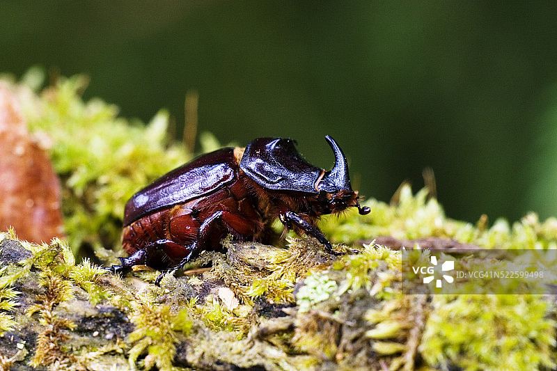 欧洲犀金龟图片素材