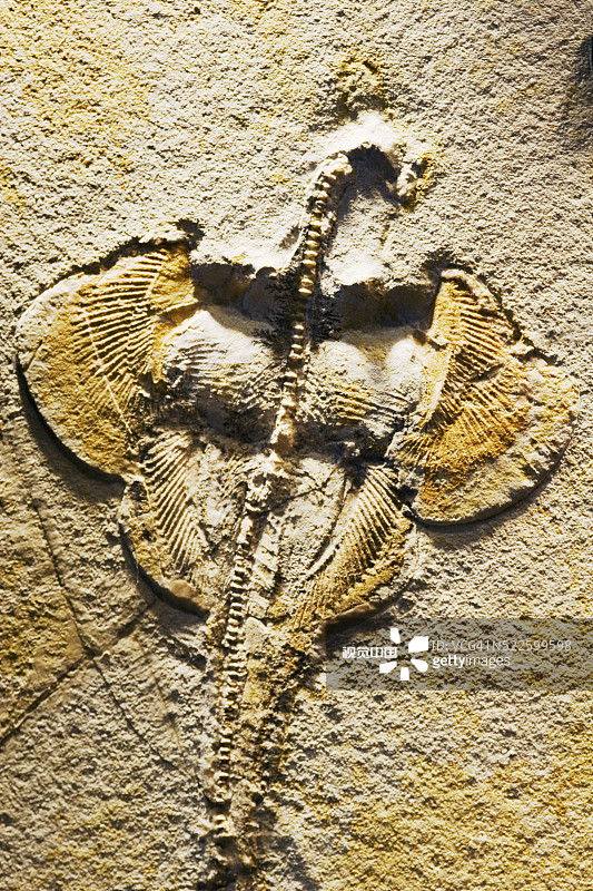 索尔恩霍芬石灰岩地层的鱼类化石图片素材