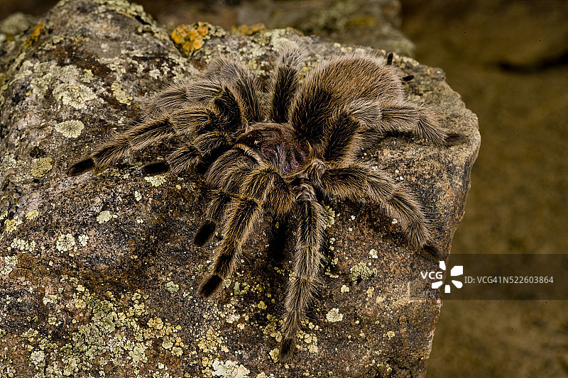 智利玫瑰发色狼蛛图片素材