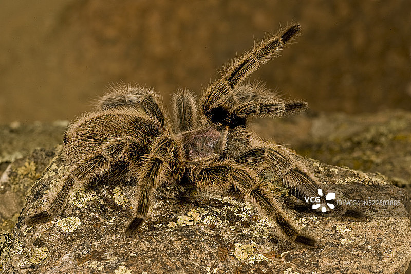 智利玫瑰发色狼蛛图片素材
