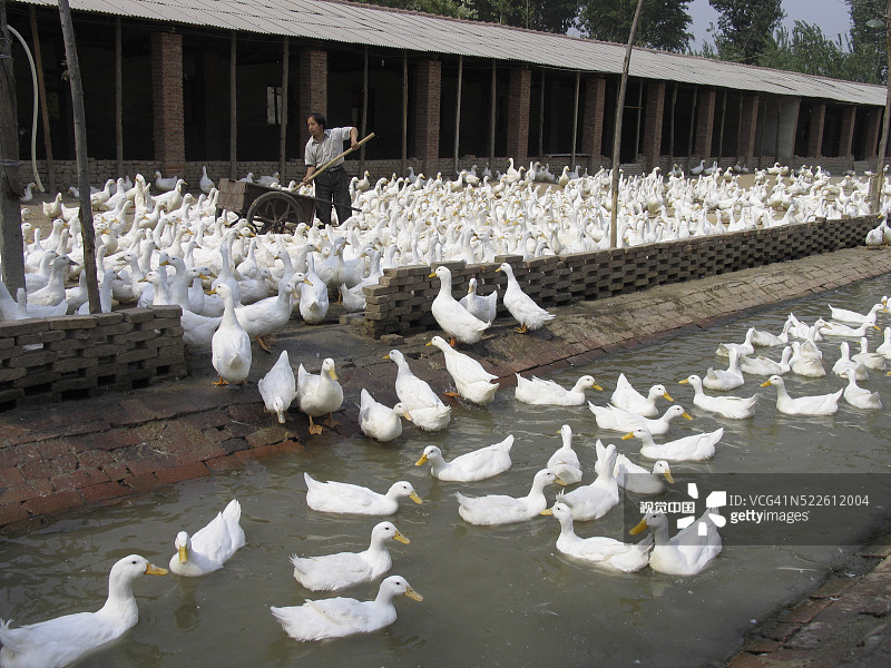 养鸭场图片素材