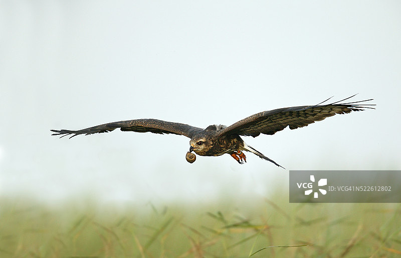 carrying图片素材