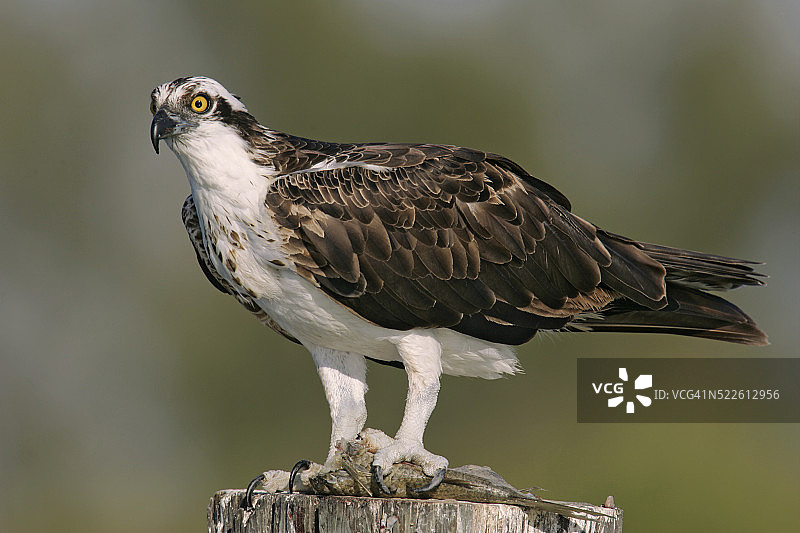 鱼鹰在杆子上抓着鱼图片素材
