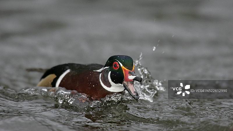 具有攻击性的林鸳鸯图片素材