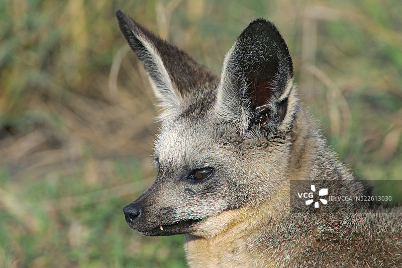 蝙蝠耳廓狐图片素材