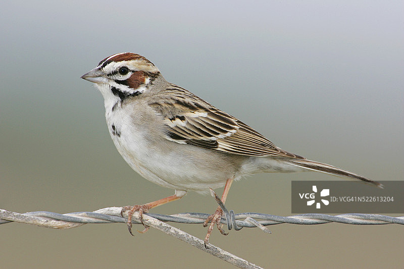 云雀麻雀图片素材