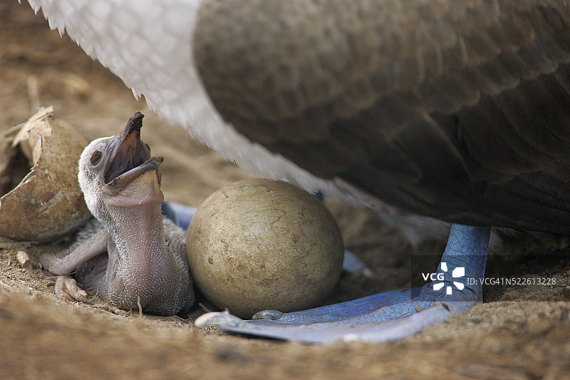 新孵出的蓝脚鲣鸟幼鸟图片素材