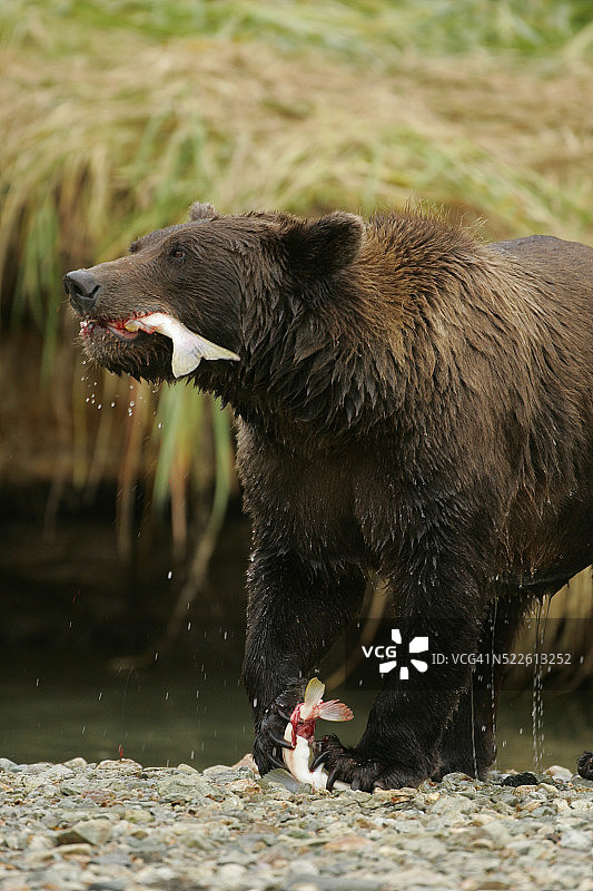 棕熊食用鲑鱼图片素材