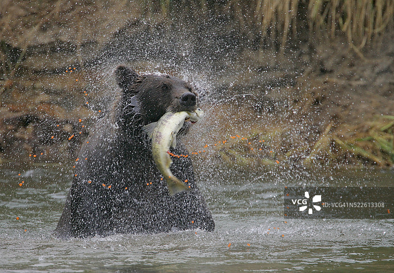 棕熊口中甩动鲑鱼图片素材