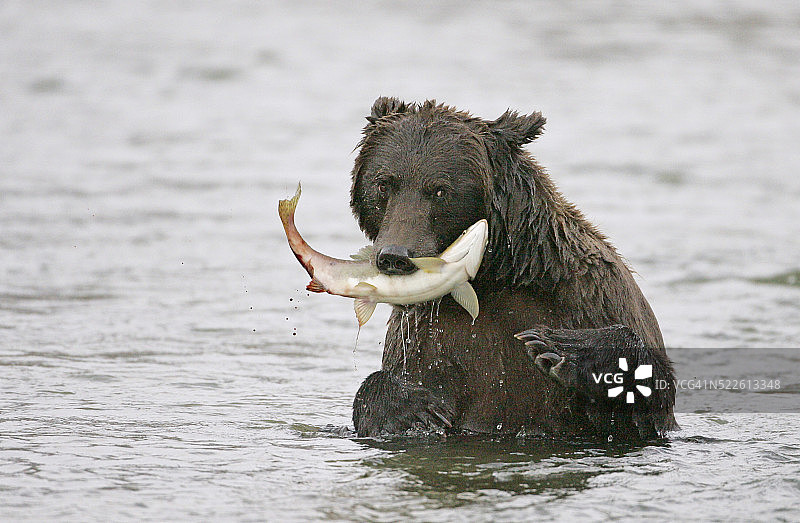 嘴里叼着鲑鱼的棕熊图片素材
