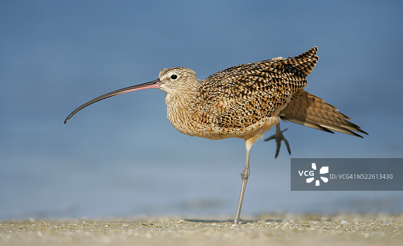 长嘴丘鹬图片素材