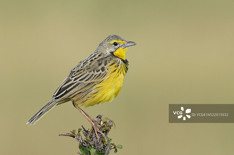 黄喉长爪鹡鸰图片素材