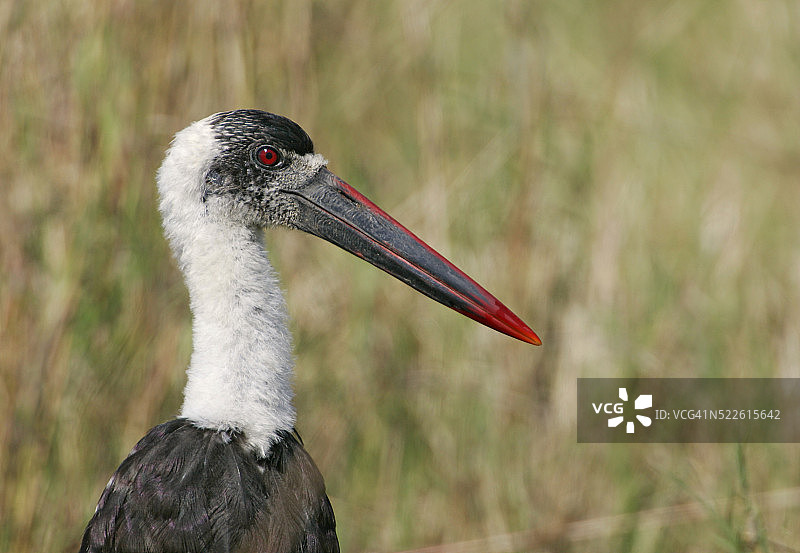 白颈鹳图片素材