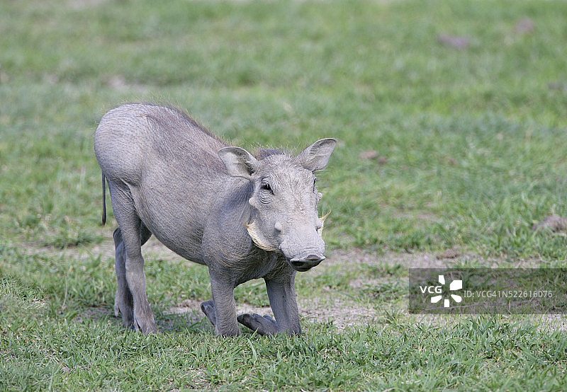 跪着的疣猪图片素材