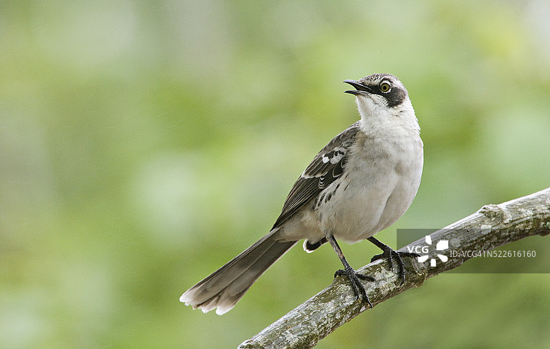 加拉帕戈斯嘲鸫鸣叫图片素材