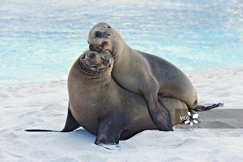 幼年雄性加拉帕戈斯海狮嬉戏图片素材