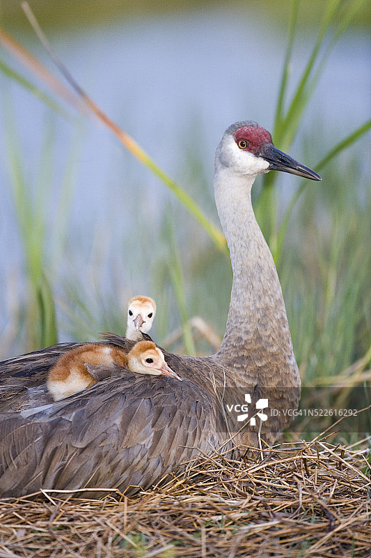 沙丘鹤幼鸟在母亲背上休息图片素材