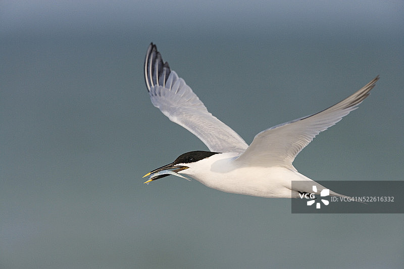 白额燕鸥携带鱼喂伴侣图片素材
