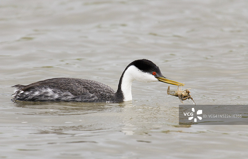 捕捉小龙虾的西部鸊鷉图片素材