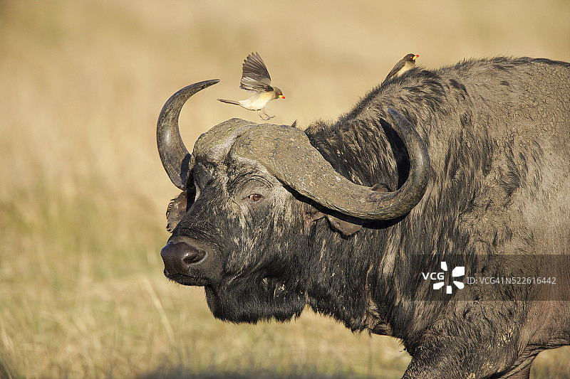 牛羚身上的黄嘴牛椋鸟图片素材