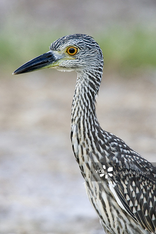 黄冠夜鹭图片素材