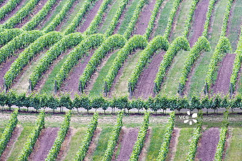 连绵起伏的丘陵上的新鲜绿色葡萄园图片素材