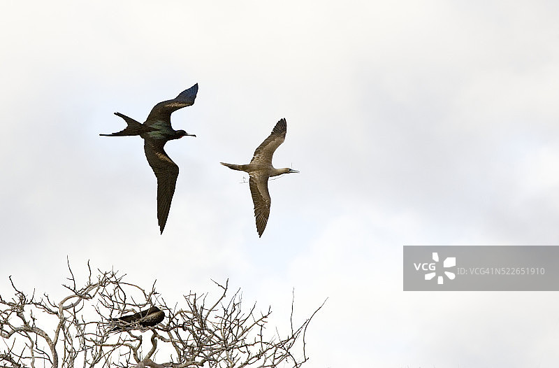 军舰鸟追逐红脚鲣鸟图片素材