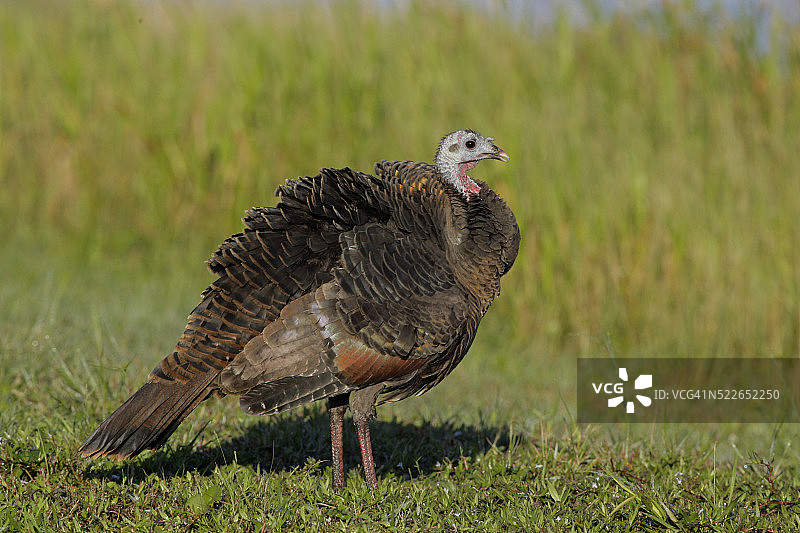 抖动羽毛的野生火鸡图片素材