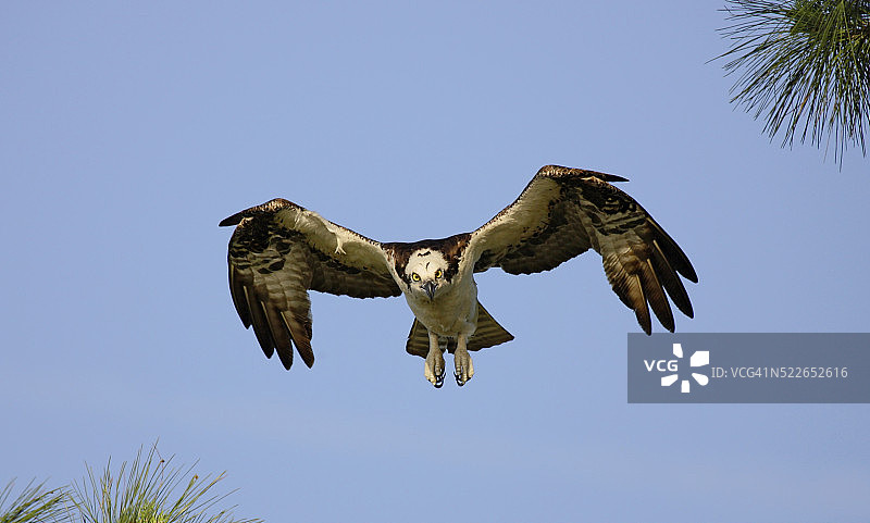 鱼鹰降落图片素材