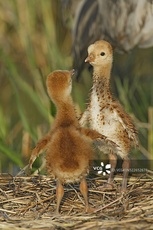 沙丘鹤幼鸟图片素材