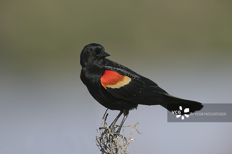 年轻的雄性红翅黑鹂图片素材